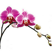 JW_Marriott_Destinations_Hotels_Weddings_Brand_Guidelines-0001-BrandEBook.com