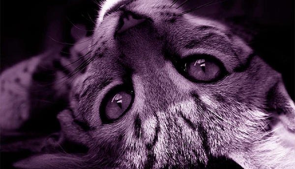 Humane Society Of Greater Miami Brand Identity Guidelines